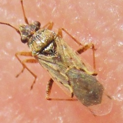 Nysius cymoides